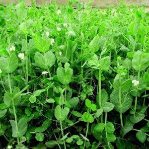 Hạt giống đậu hà lan ăn lá siêu ngọn (hà lan rau)