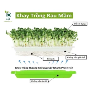 Khay Trồng Rau Mầm