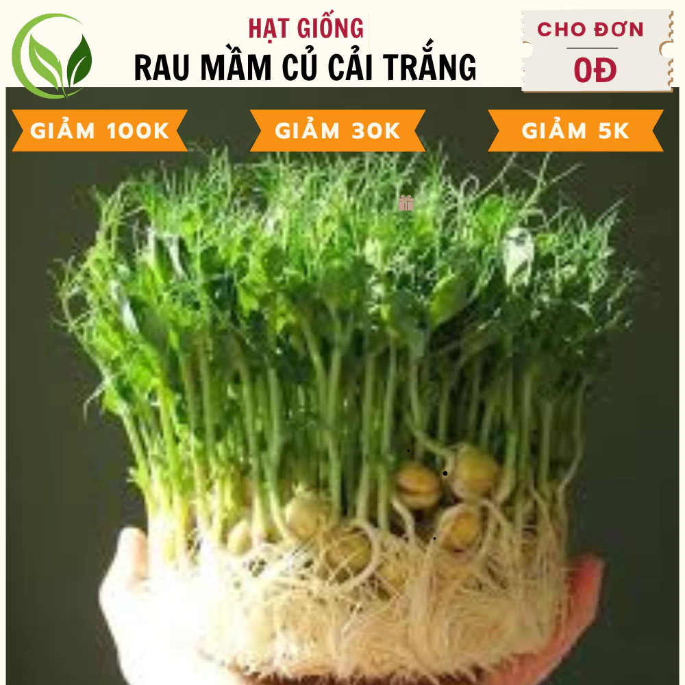 Hạt Rau Mầm Đâụ Hà Lan