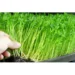Rau Mầm các Loại