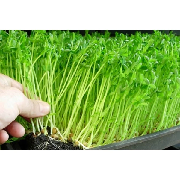 Rau Mầm các Loại