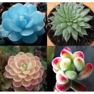 20 Hạt giống Sen đá Kim cương
