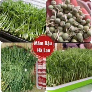 Hạt Giống Rau Mầm Đậu Hà Lan Nhanh Thu Hoạch