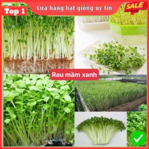 Hạt giống rau mầm xanh dễ trồng kháng bệnh tốt