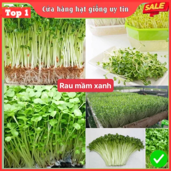 Hạt giống rau mầm xanh dễ trồng kháng bệnh tốt